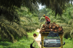 Pekerja mengangkut sawit ke dalam truk di kawasan perkebunan sawit PT Wanasawit Subur Lestari 2, Kalimantan Tengah, Sabtu (19/12). Kamar Dagang dan Industri (KADIN) meminta Otoritas Jasa dan Keuangan mengevaluasi kebijakan tentang Bank Berkelanjutan yang rencananya dimulai Januari 2016 karena dinilai mempersulit perusahaan sawit memperoleh kredit atau pembiayaan perbankan. ANTARA FOTO/Puspa Perwitasari/aww/15.